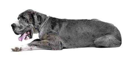 Studio shot of an adorable Great Dane photo