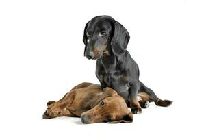 Studio shot of two adorable short haired Dachshund looking tired photo