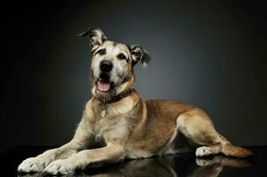 Studio shot of an adorable mixed breed dog lying and  looking curiously at the camera photo