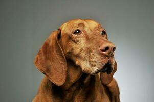 Portrait of a lovely magyar vizsla photo