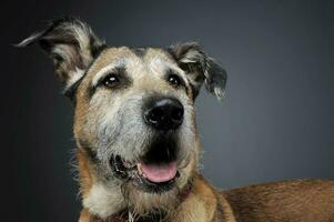 mixed breed wired hair dog portrait in studio photo