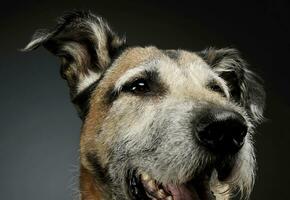 retrato de un adorable mezclado raza perro mirando curiosamente foto