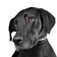 Studio shot of an adorable mixed breed dog photo