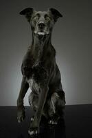 Studio shot of an adorable mixed breed dog photo