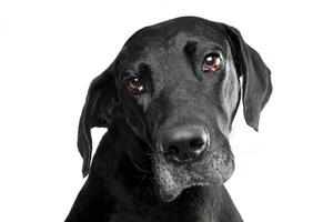 Studio shot of an adorable mixed breed dog photo