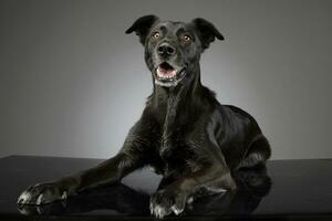 Studio shot of an adorable mixed breed dog photo