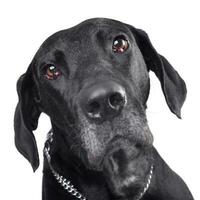 Studio shot of an adorable mixed breed dog photo