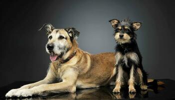two mixed breed wired hair dogs are having fun in studio photo