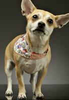 Studio shot of an adorable Chihuahua photo