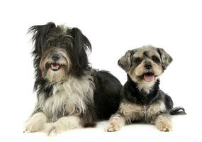 mixed breed funny dog in a photo studio