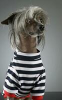 Chinese crested dog in a gray background photo studio