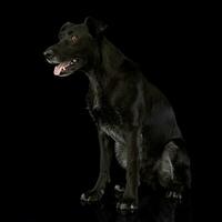 Studio shot of an adorable mixed breed dog photo