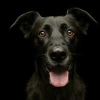 retrato de un adorable mezclado raza perro foto