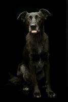 Studio shot of an adorable mixed breed dog photo