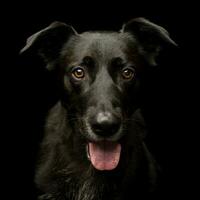 Portrait of an adorable mixed breed dog photo