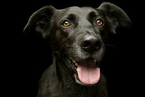 retrato de un adorable mezclado raza perro foto