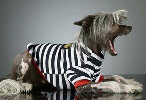 Chinese crested dog in a gray background photo studio