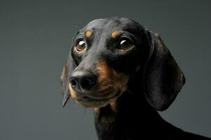 An adorable black and tan short haired Dachshund looking curiously at the camera photo