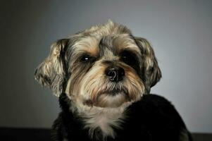 Portrait of an adorable mixed breed dog photo