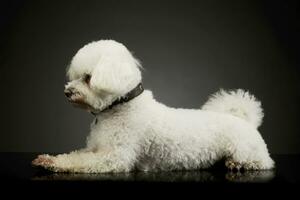 Studio shot of an adorable Bolognese photo