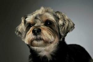 Portrait of an adorable mixed breed dog photo