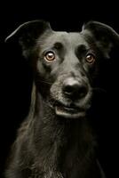 Portrait of an adorable mixed breed dog photo