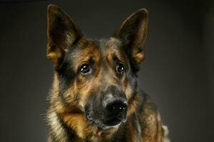 retrato de un adorable alemán pastor perro foto