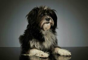 Studio shot of an adorable mixed breed dog photo