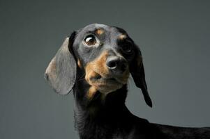 An adorable black and tan short haired Dachshund looking curiously photo