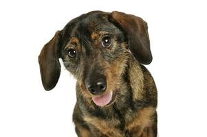 Portrait of an adorable wire-haired Dachshund looking curiously at the camera photo