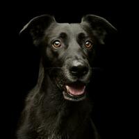 retrato de un adorable mezclado raza perro foto