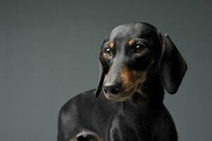 Portrait of an adorable black and tan short haired Dachshund photo