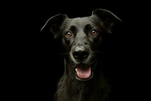 retrato de un adorable mezclado raza perro foto
