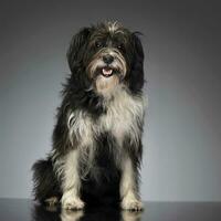 mixed breed funny dog in a photo studio