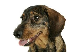 Portrait of an adorable wire-haired Dachshund looking satisfied photo