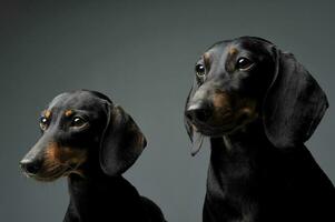 dos adorable negro y bronceado corto peludo perro tejonero mirando curiosamente foto