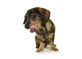 Studio shot of an adorable wire-haired Dachshund sitting and licking her lips photo