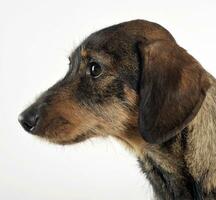 wired hair dachshund posing in a photo studio
