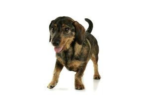 Studio shot of an adorable wire-haired Dachshund standing and and looking satisfied photo