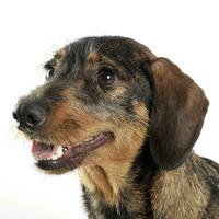 wired hair dachshund posing in a photo studio