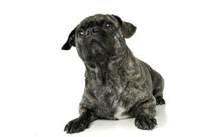 Studio shot of an adorable pug lying and looking curiously up photo