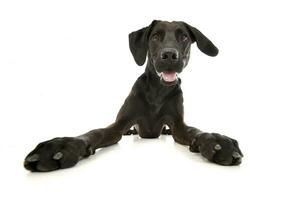 Studio shot of an adorable mixed breed dog photo