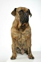 An adorable mixed breed dog sitting on white background photo