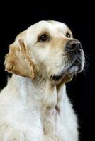 Portrait of an adorable Golden retriever photo