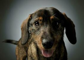 Portrait of an adorable wire-haired Dachshund looking curiously at the camera photo