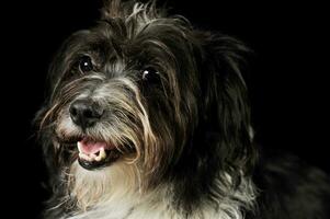 retrato de un adorable mezclado raza perro foto