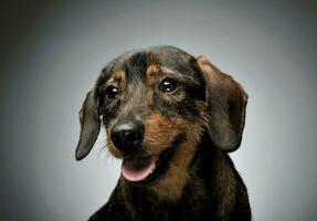 Portrait of an adorable wire-haired Dachshund looking curiously at the camera photo