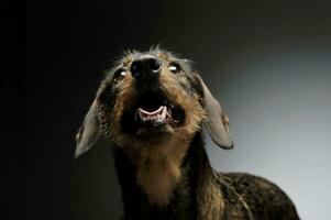 Portrait of an adorable wire-haired Dachshund looking up curiously photo