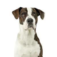 Portrait of an adorable mixed breed dog looking seriously at the camera photo