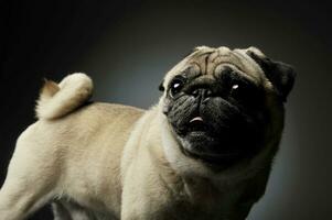 Studio shot of an adorable Pug standing and looking curiously - isolated on grey background photo